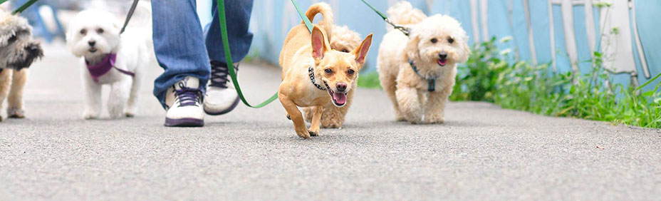 Group or private walks available